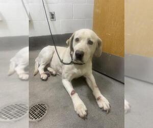 Labrador Retriever Dogs for adoption in Forestville, MD, USA