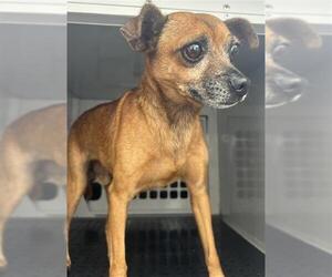 Chihuahua Dogs for adoption in Palmetto, FL, USA