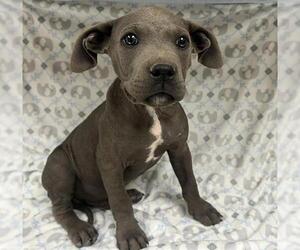 Mutt Dogs for adoption in HESPERIA, CA, USA