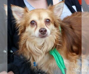 Chiranian Dogs for adoption in Washington, DC, USA