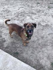 Dorgi Dogs for adoption in Leonardtown, MD, USA