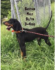 Black and Tan Coonhound Dogs for adoption in Martinsburg, WV, USA