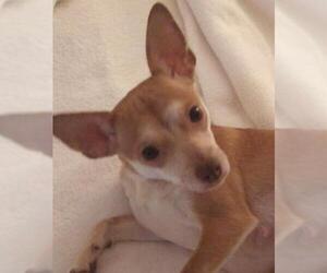 Chihuahua-Unknown Mix Dogs for adoption in Centreville, VA, USA