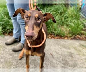 Doberman Pinscher Dogs for adoption in Santa Rosa, CA, USA