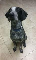 Small Bluetick Coonhound-German Shorthaired Pointer Mix