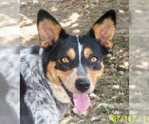 Australian Shepherd-Unknown Mix Dogs for adoption in Conway, AR, USA