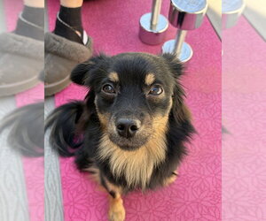 Paperanian Dogs for adoption in Brewster, NY, USA