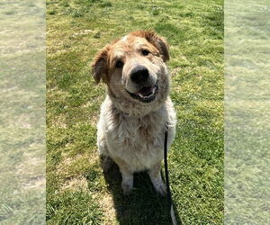 Akita-Great Pyrenees Mix Dogs for adoption in Evansville, IN, USA