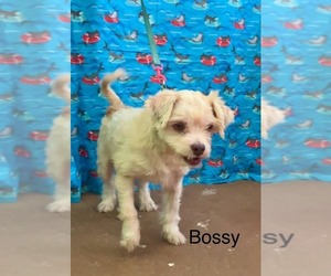 Shih Apso Dogs for adoption in Virginia Beach, VA, USA