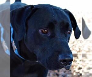 Labrador Retriever-Unknown Mix Dogs for adoption in Tucson, AZ, USA