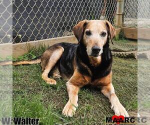 Mutt Dogs for adoption in Maryville, TN, USA