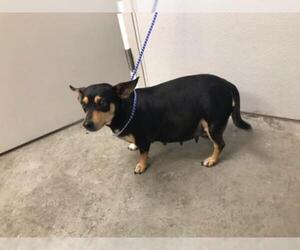Chiweenie Dogs for adoption in Rosenberg, TX, USA