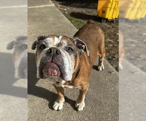Bulldog-Unknown Mix Dogs for adoption in North Myrtle Beach, SC, USA
