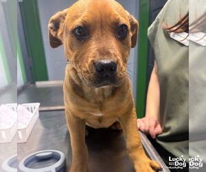 Retriever -Unknown Mix Dogs for adoption in Washington, DC, USA