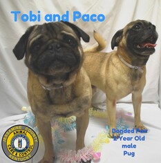 Pug Dogs for adoption in Nicholasville, KY, USA