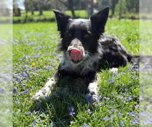 Border Collie-Unknown Mix Dogs for adoption in Dublin, OH, USA