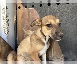 German Shepherd Dog Dogs for adoption in Visalia, CA, USA