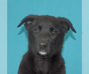 Mutt Dogs for adoption in Eureka, CA, USA