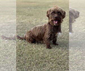 Dachshund-Unknown Mix Dogs for adoption in PIPE CREEK, TX, USA