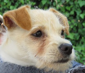 Jack Russell Terrier Dogs for adoption in Napa, CA, USA