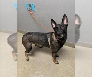 Mutt Dogs for adoption in Las Vegas, NV, USA