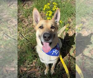 German Shepherd Dog Dogs for adoption in Santa Maria, CA, USA