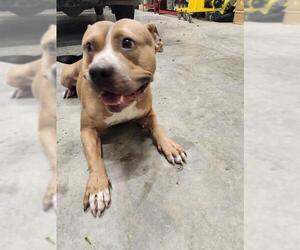 American Pit Bull Terrier-Unknown Mix Dogs for adoption in Temple, TX, USA