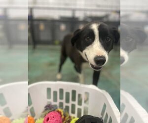 Border Collie Dogs for adoption in Salina, UT, USA