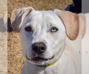 Huskies -Unknown Mix Dogs for adoption in Huntley, IL, USA