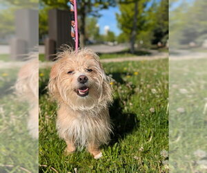 Border Terrier Dogs for adoption in Vaughan, Ontario, Canada