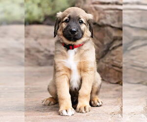 Huskies -Unknown Mix Dogs for adoption in Corona, CA, USA