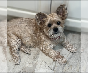 Mutt Dogs for adoption in Vail, AZ, USA