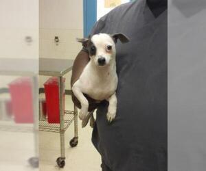 Chihuahua-Unknown Mix Dogs for adoption in Gulfport, MS, USA