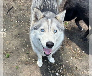 Siberian Husky Dogs for adoption in Severn, MD, USA