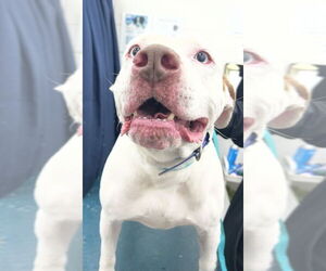 Bulldog Dogs for adoption in Mobile, AL, USA