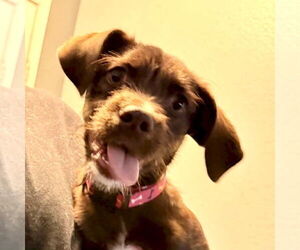 Medium Photo #4 Mutt Puppy For Sale in San Juan Capistrano, CA, USA