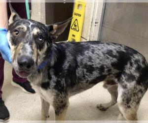 Mutt Dogs for adoption in Riverside, CA, USA
