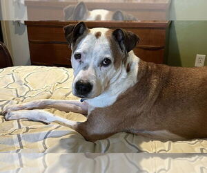 Mutt Dogs for adoption in Springdale, PA, USA