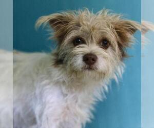 Mutt Dogs for adoption in San Antonio, TX, USA