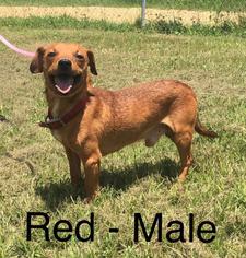 Chiweenie Dogs for adoption in Waycross, GA, USA