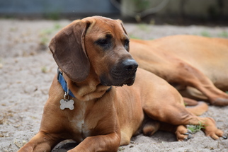 Redbone Coonhound Dogs for adoption in Orlando, FL, USA