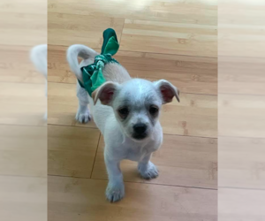 Chiweenie Dogs for adoption in Davis, CA, USA