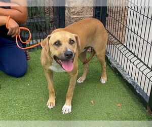 Mutt Dogs for adoption in Orange, CA, USA