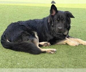 German Shepherd Dog-Mastiff Mix Dogs for adoption in Orange, CA, USA