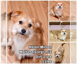 Maltese-Pembroke Welsh Corgi Mix Dogs for adoption in Seattle, WA, USA