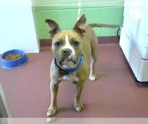 Bullboxer Pit Dogs for adoption in Murfreesboro, TN, USA