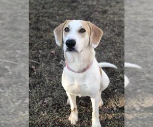 Treeing Walker Coonhound-Unknown Mix Dogs for adoption in Mechanicsburg, PA, USA