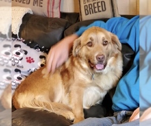 Golden Pyrenees Dogs for adoption in Pottstown, PA, USA