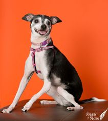 Rat Terrier Dogs for adoption in Roanoke, VA, USA