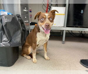 Mutt Dogs for adoption in San Bernardino, CA, USA